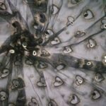 HG1122 Tulle Lace Fabric Heart Design Feather Sequins Embroidery